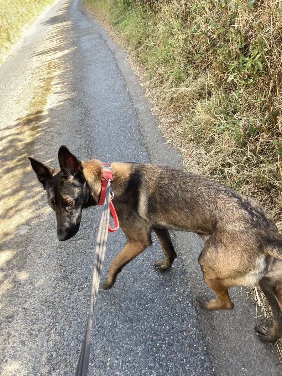 gsrescueelite's tweet image. Zena is coming up to 2yrs old and she came to us through no fault of her own, Zena can live with older kids, other #dogs and dog savvy house cats 
#GermanShepherd #Cornwall 
gsrelite.co.uk/zena-4/