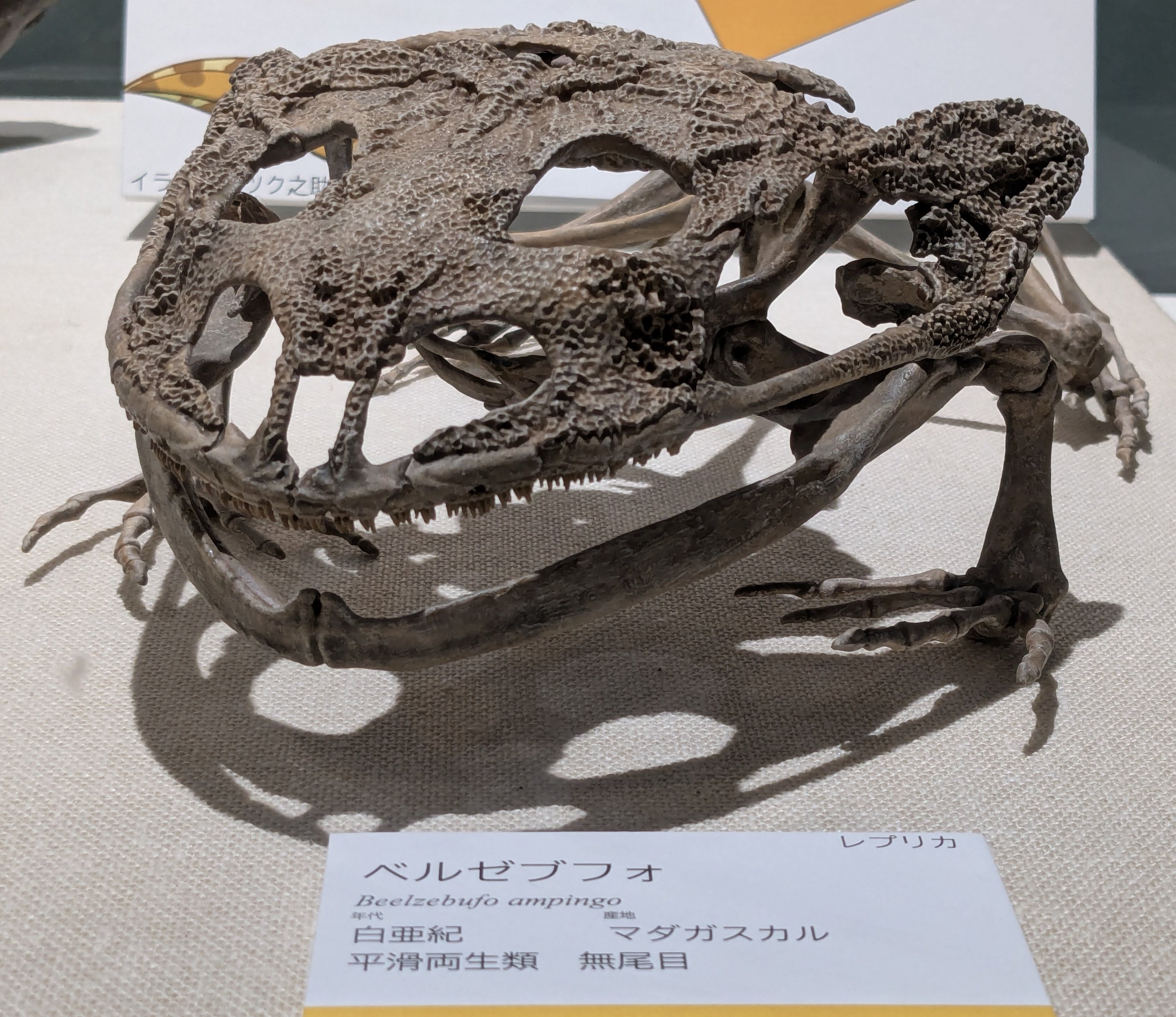 ベニシア　複製画　ナスタチウム アカドパラドキシデスT04｜恐竜・化石グッズの専門店 ふぉっしる