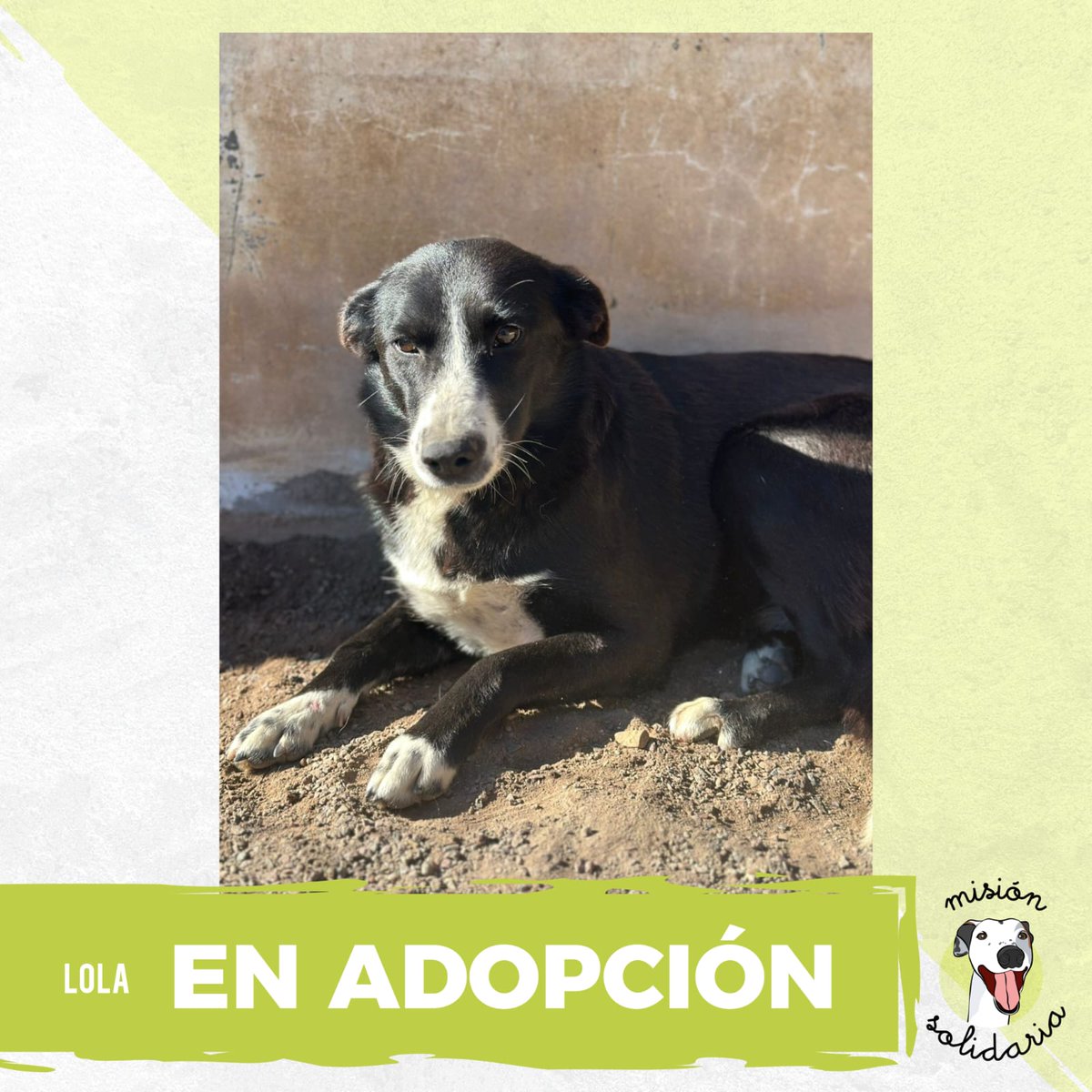 lagarzasosa_'s tweet photo. Lola tiene 4 años, es de tamaño mediano, está castrada y vacunada✅. 
Se lleva bien con perros y gatos. No hay forma que no quieras que te acompañe todos los dias 🙂‍↔️.
Queres adoptarla? tocá acá para que te contactemos!
Zonas CABA y GBA
https://t.co/Qb0yRyvlO6
RT porfa https://t.co/bcXWJ89oL9