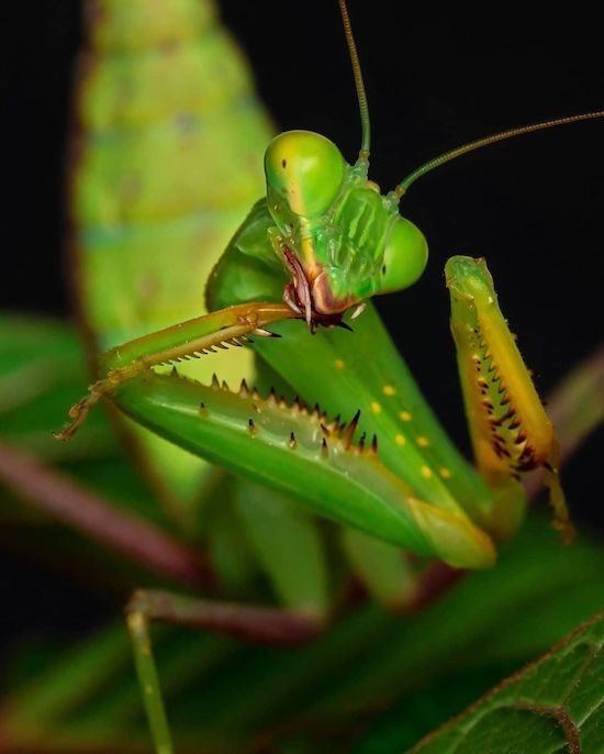 They’re so expressive I can’t get over it