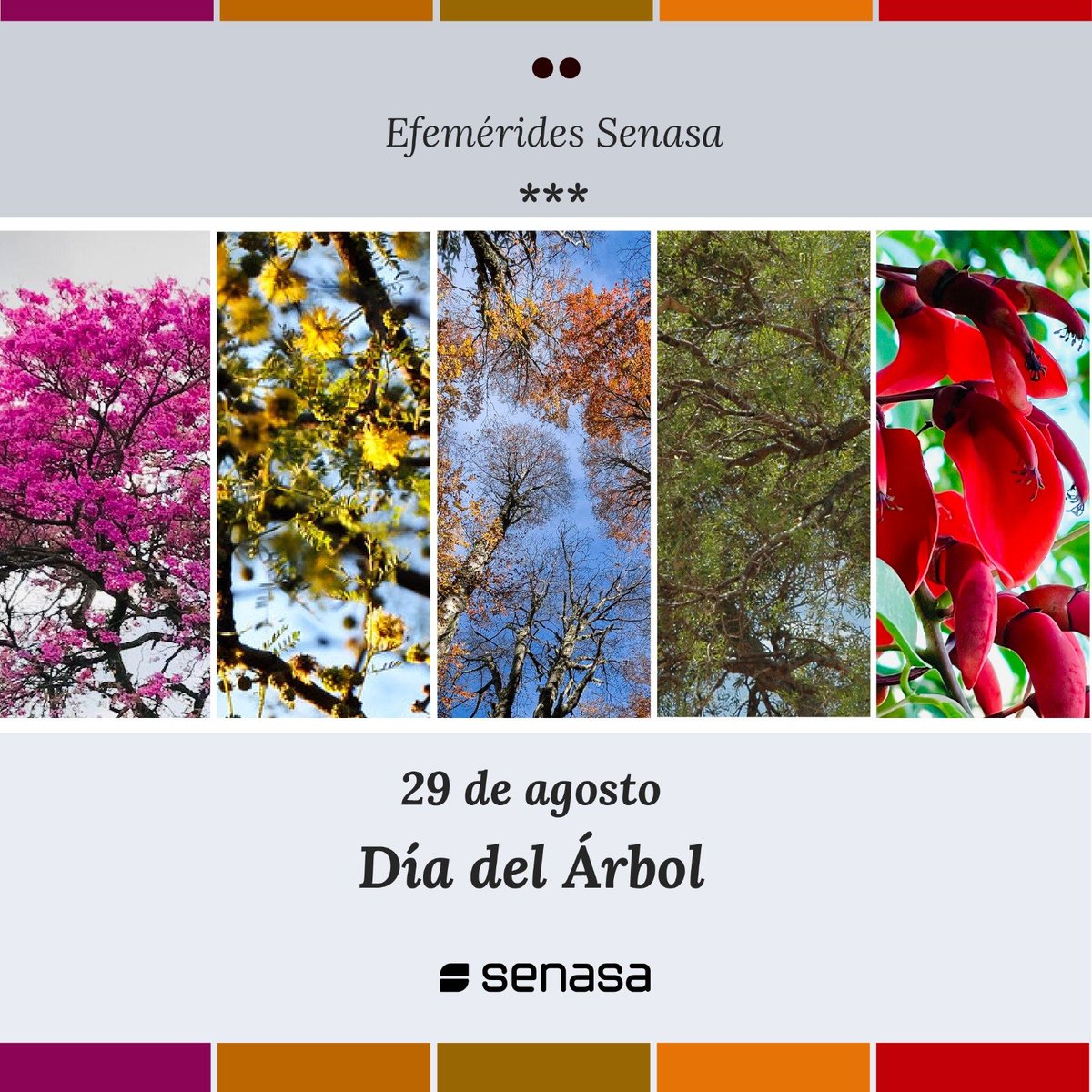 SenasaAR's tweet photo. Hoy 29 de agosto celebramos el Día Nacional del Árbol 🌳 e invitamos a reflexionar sobre la importancia de la forestación y la protección de estas especies
✅ Los árboles nativos son originarios de un determinado lugar
Enterate más ℹ️➡️ https://t.co/NJ2A9gStiO
#EfeméridesSenasa https://t.co/hweyq9uJfh