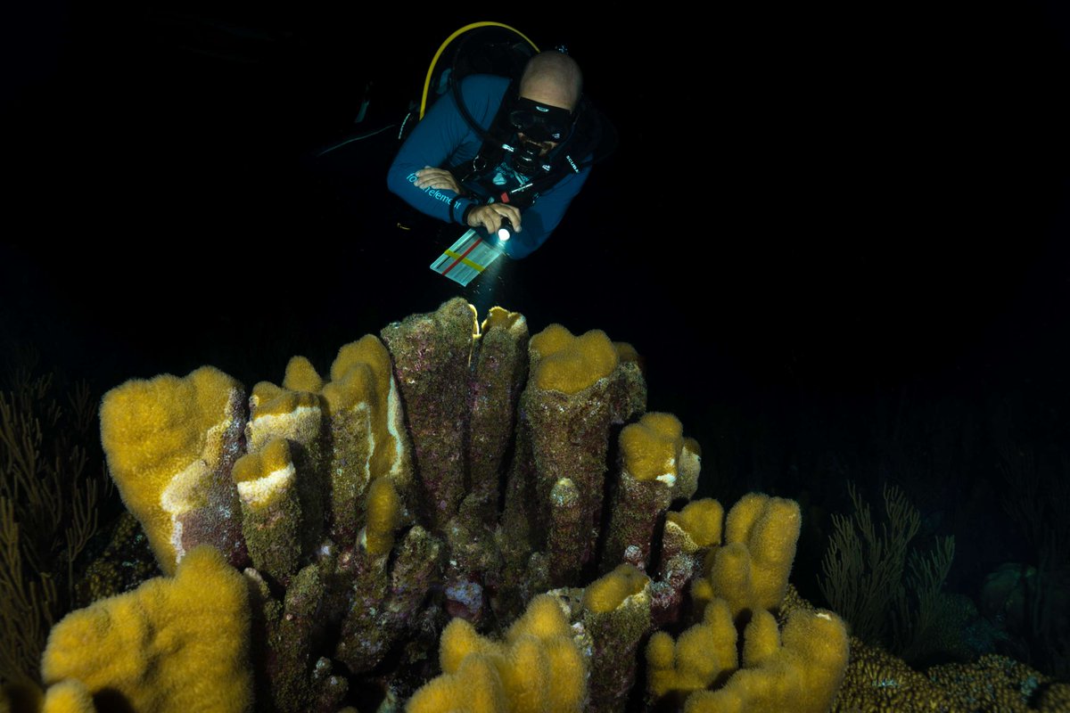 NAUI Worldwide tweet media