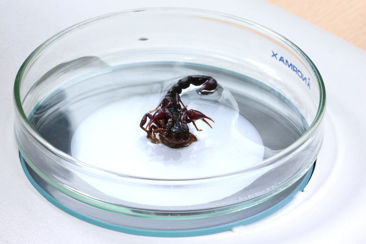 vripuserena's tweet image. 🌿✨ ¡10 años del SIMEF y hallazgos del Inventario Nacional de Biodiversidad!✨🌿

  🔍 Durente el evento expertos nos contaron sobre la  importancia de los monitoreos a largo plazo y los asombrosos hallazgos  del Inventario Nacional de Biodiversidad 🌎🐞. @userena