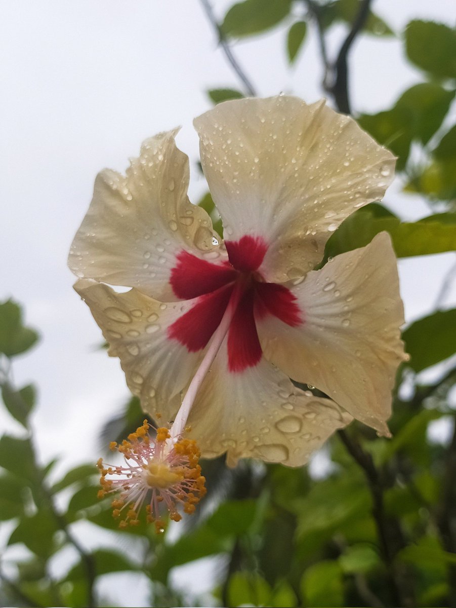 itschumki's tweet photo. Flowers, rain, and silence... they are my kind of poetry!! https://t.co/KaMALqv0mO