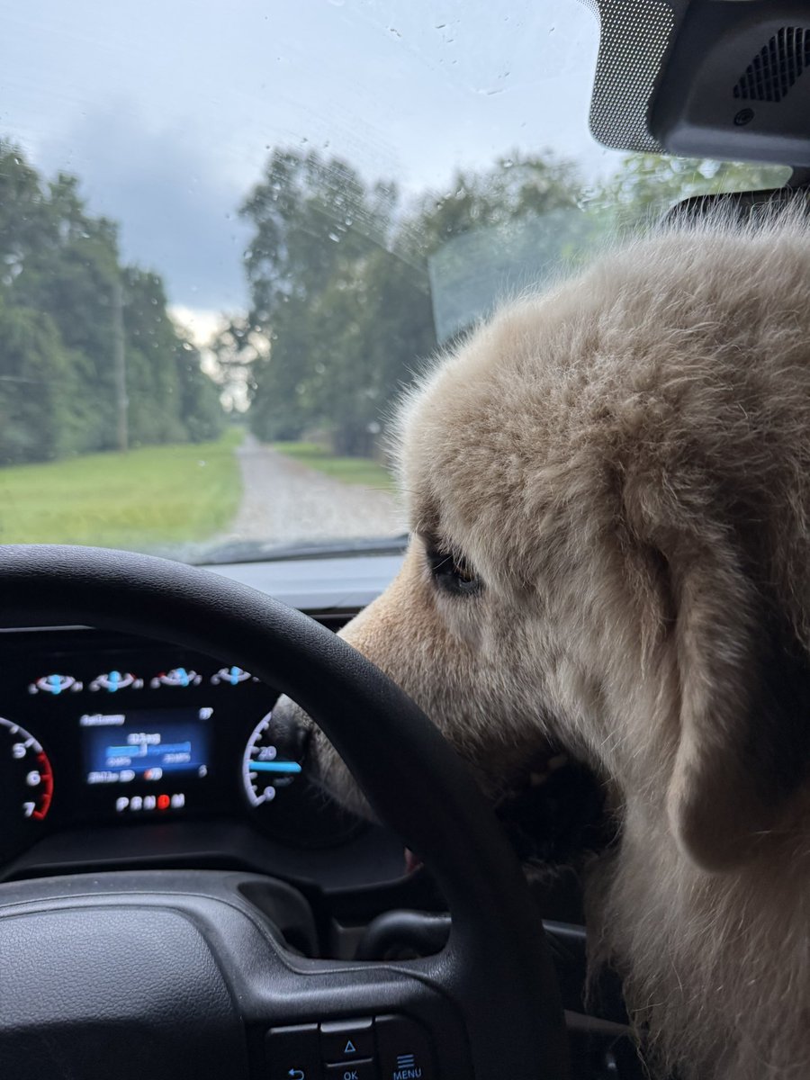 If life has become dull load your farm dog up and take him to the groomer.