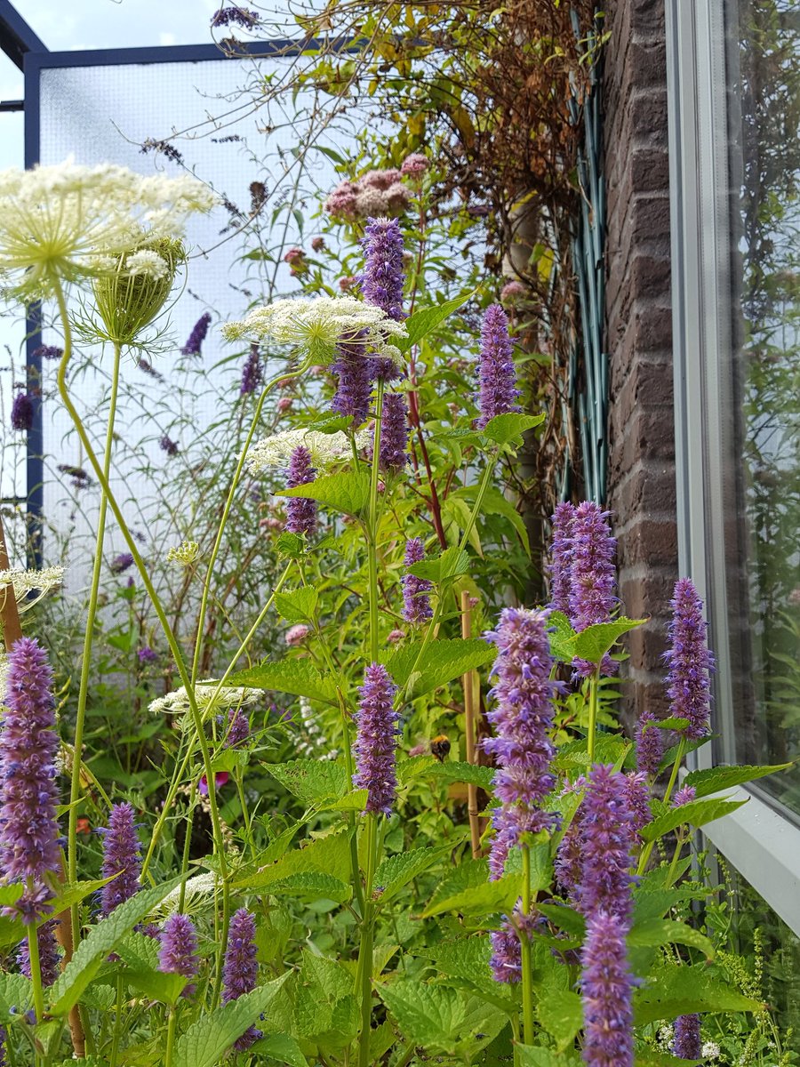 helena_is_here's tweet image. Mijn balkon
#bloemen biodiversiteit #insecten
