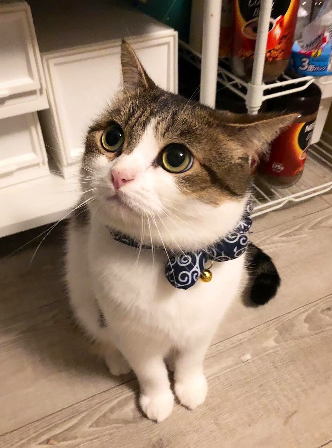 ❤️nico❤️セレクト❣️ ニコちゃんとこたろう先生とトロとわさび姐さん