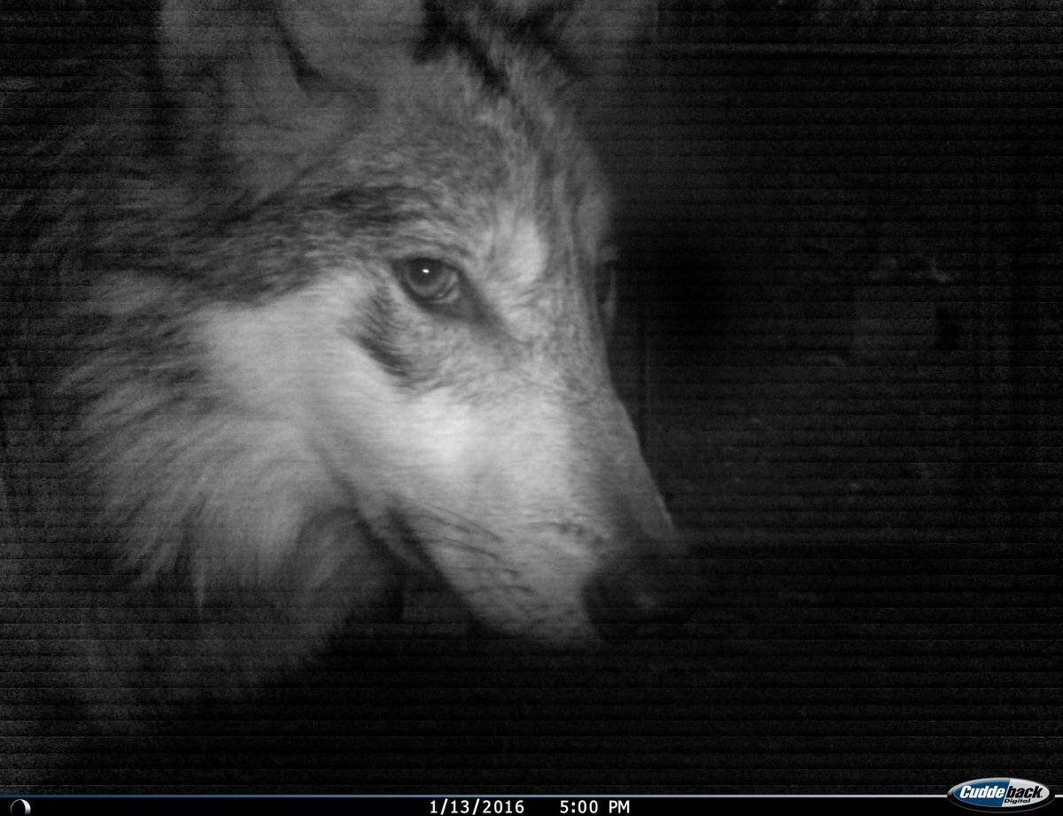 trailcam (@trail_cams) on Twitter photo 