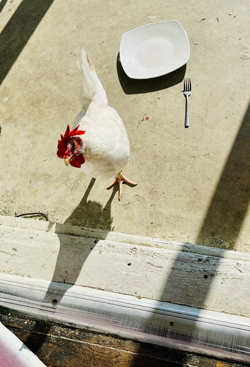 livestock company® tweet media