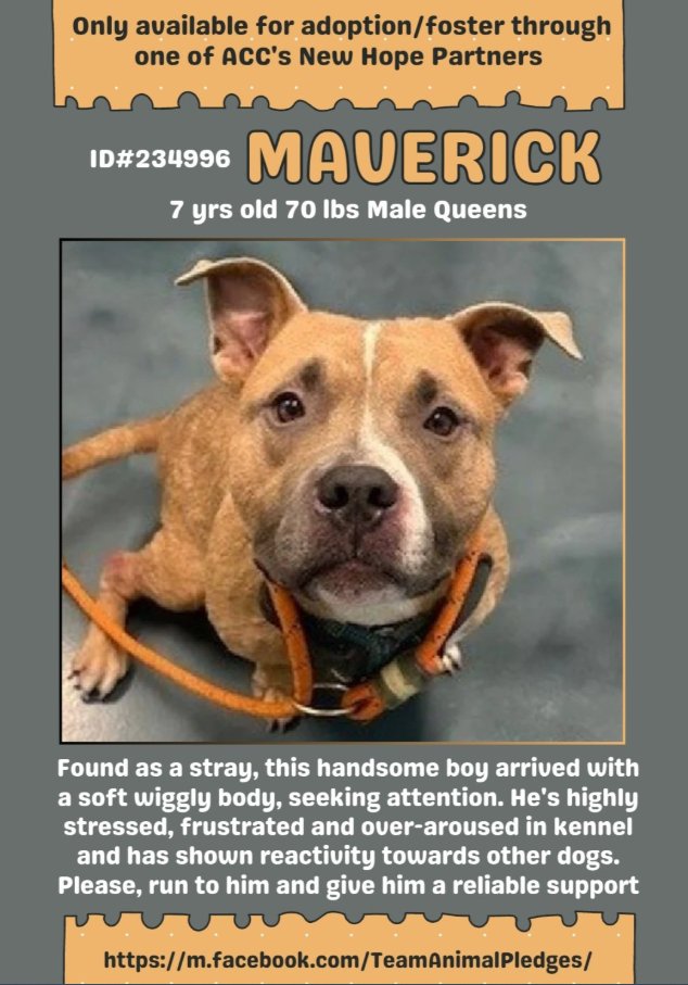 Maverick🎯
New Intake #NYCACC 
nycacc.app/#/browse/234996 
#RescueOnly #FosterMe #Pledge4Rescue 

So you "set free" your loyal companion in #NYC💔
Arrived w/ the best behavior score 
But he is not doing well in a cage😰 
How many dogs have been killed for this? 

Maverick is very