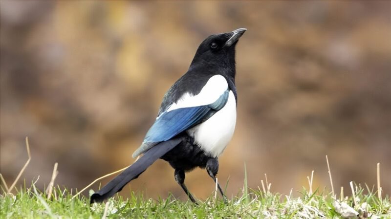 العقعق العسيري ..

الطائر الوحيد الذي يستوطن #السعودية دون غيرها، وهو معروف بذكائه العالي ولديه القدرة على التعرف على نفسه في المرآة، وتبقى منه 100 زوج فقط في عسير ، وغرامة صيده 100 ألف ريال.

-