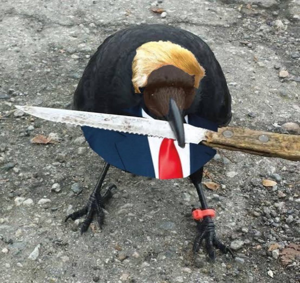 DomTaylor21's tweet photo. @kris crow with knife https://t.co/7H7oSHBi5D
