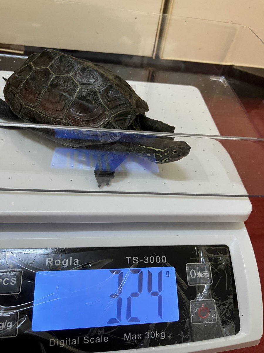 🐢´ s の測定～

チョコ          +54g
ぐりくん      +16g
ぐらちゃん  +33g
さつきさん  +40g(初 300g)

みんなすくすく成長☺️
成長期のキッズを差し置いて+40gってさつきさぁん？😅

言いたいことあるけど通じないから
美味しそうに食べてくれてる顔見れるだけで十分！
ぐりくん ガンバ!!!
