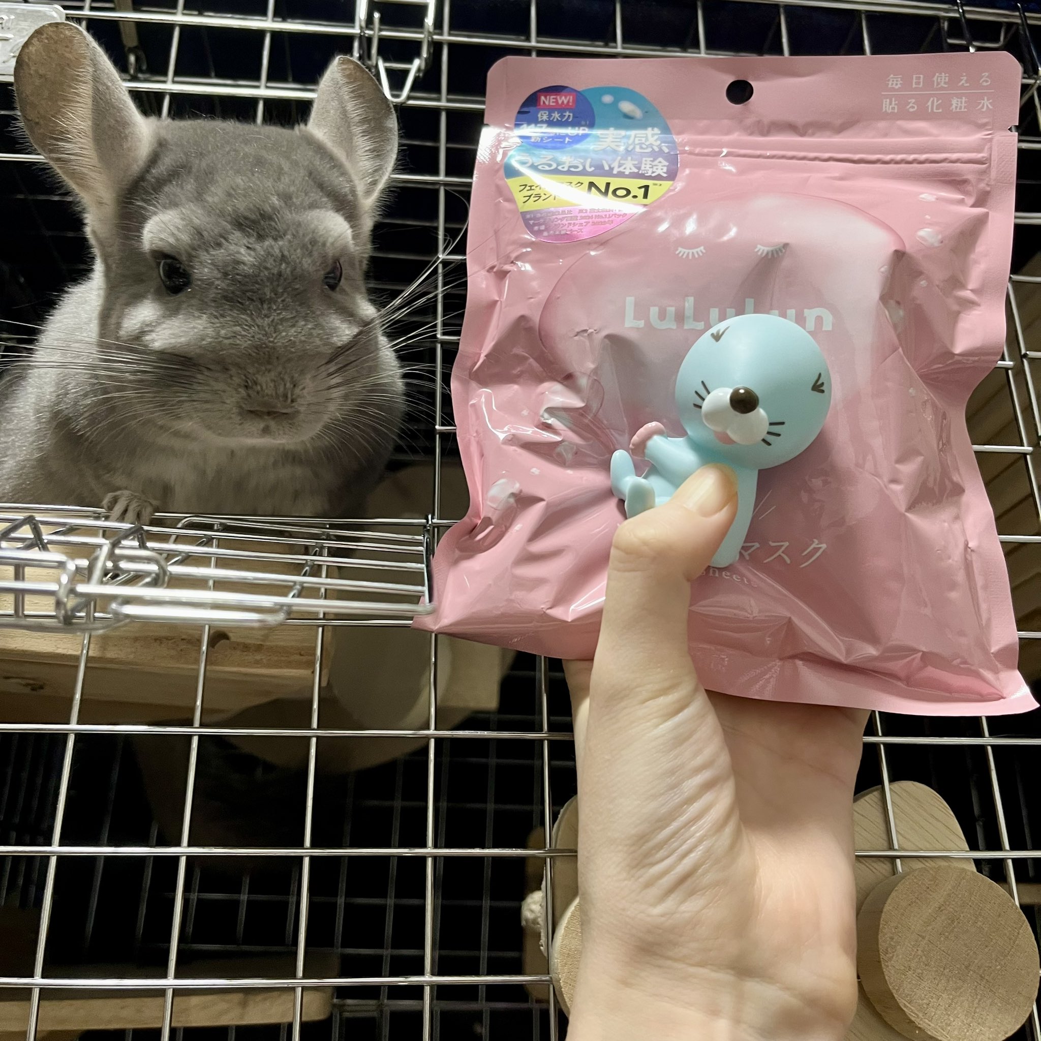 すやすやフレンド ワンパチ ユキハミ ヌメラ バチンウニ ポケモン すやすやフレンド ぬいぐるみS ワンパチ｜すやすや