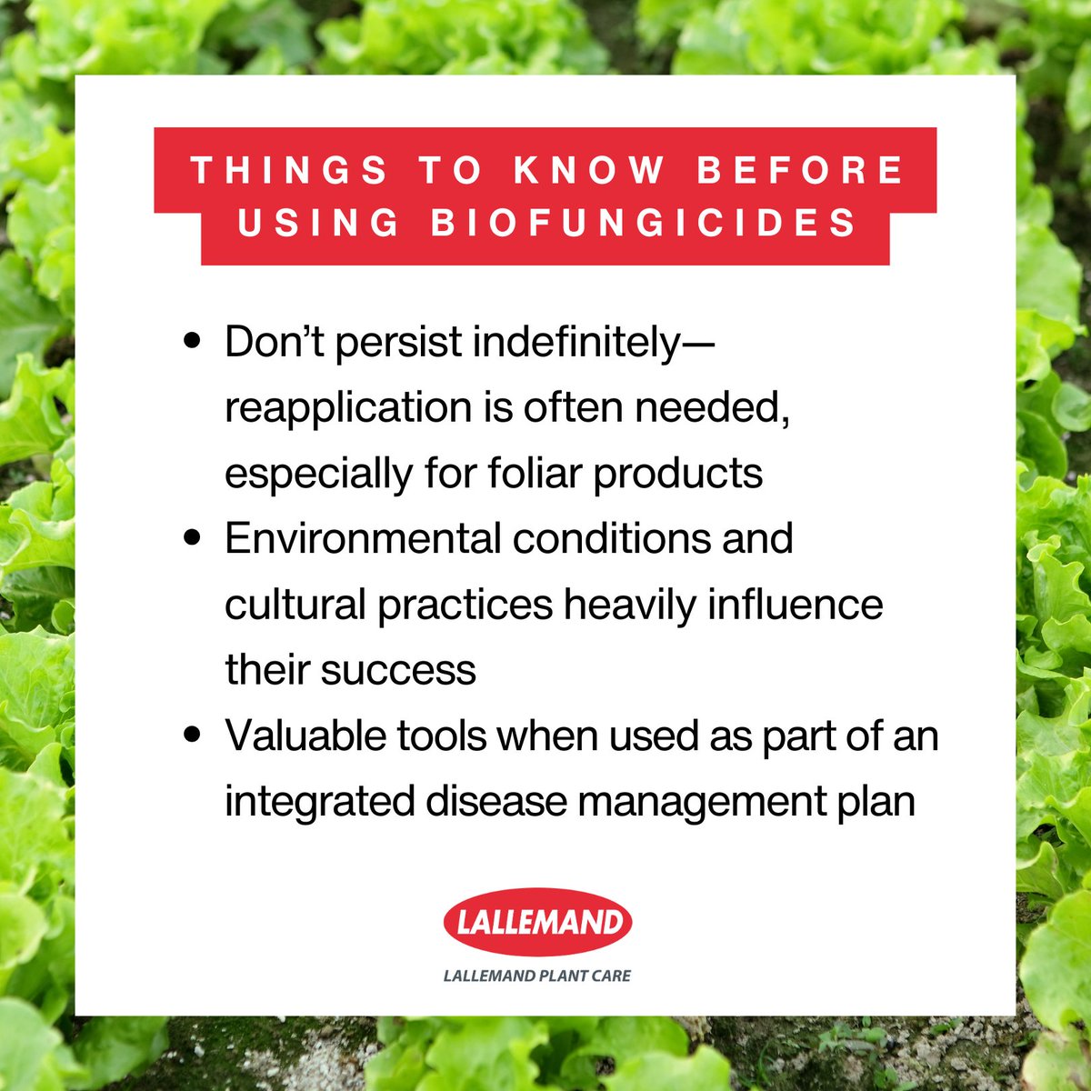 Before using microbial fungicides in growing operations, there are several important things to keep in mind. Read our k-center article to learn more.

ow.ly/8sc750WFBmK