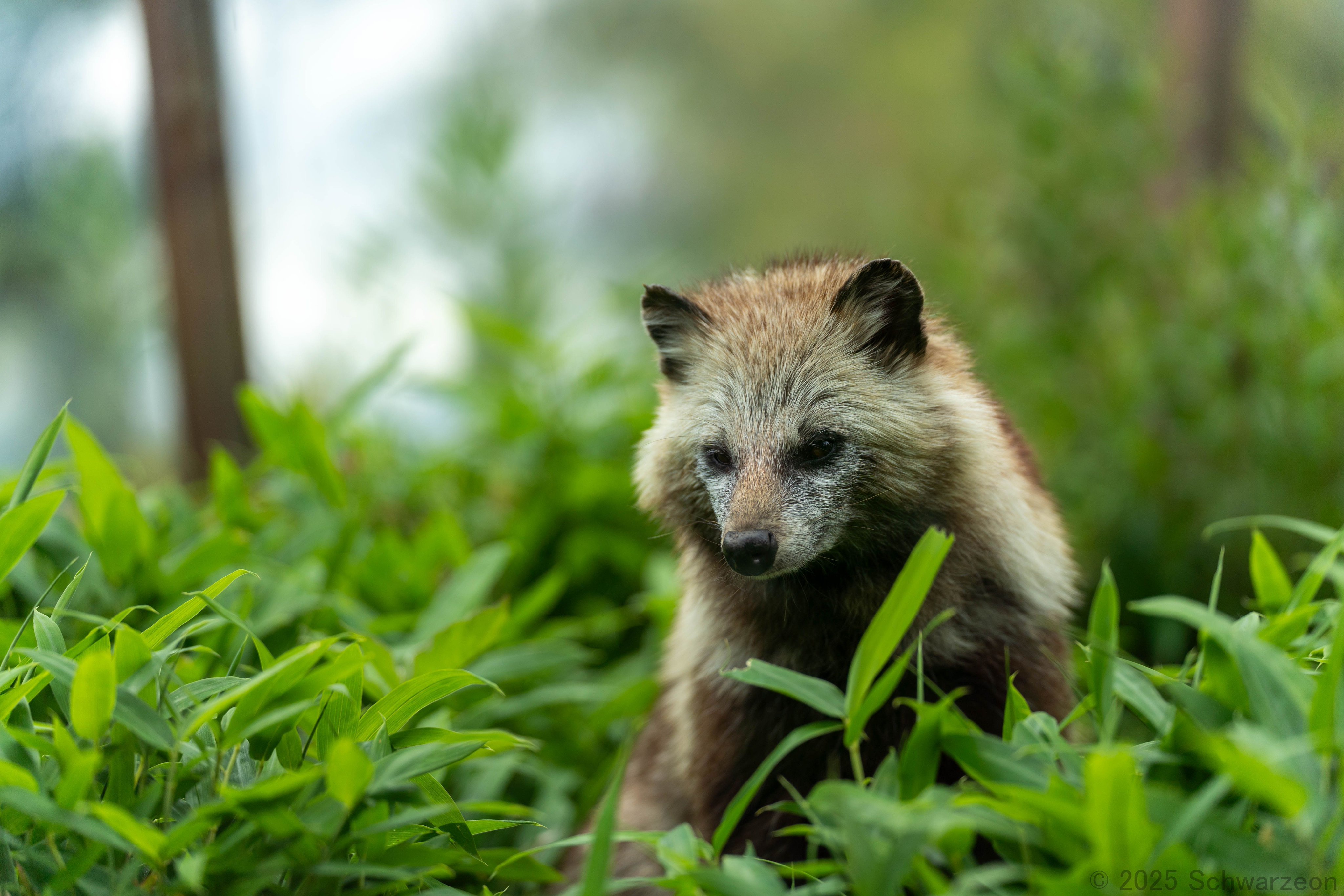 たぬきページ Amazon | さんけい スタジオジブリmini 平成狸合戦ぽんぽこ 正吉