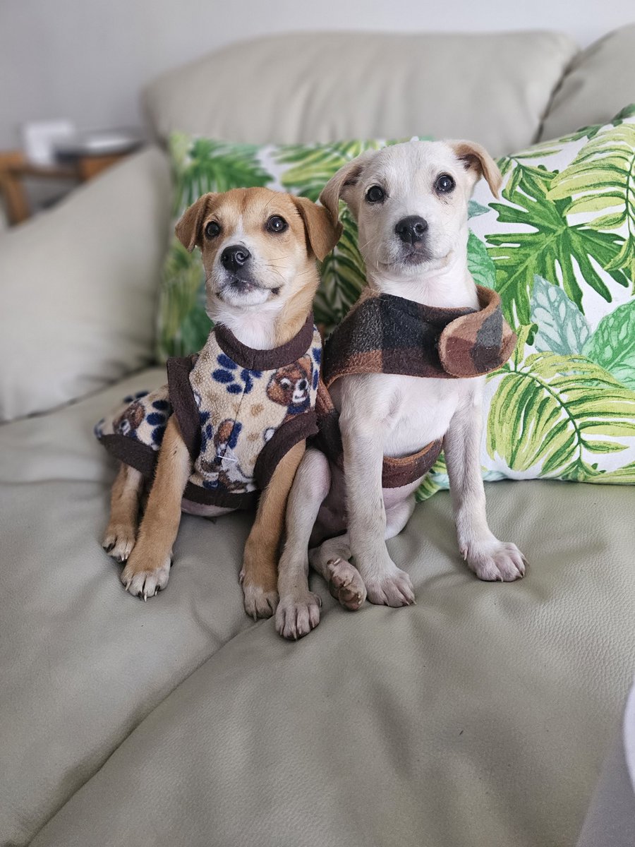 En adopción cachorritos 🏡🐾🐕
Fueron rescatados de un basural en Lampa. Sus hermanos fueron adoptados el fds
Tienen casi 3 meses
Primera dosis octuple
Para su adopción hablar al WhatsApp y pedir formulario de pre-adopción al  +56953554748
Se encuentran en Lampa, Santiago