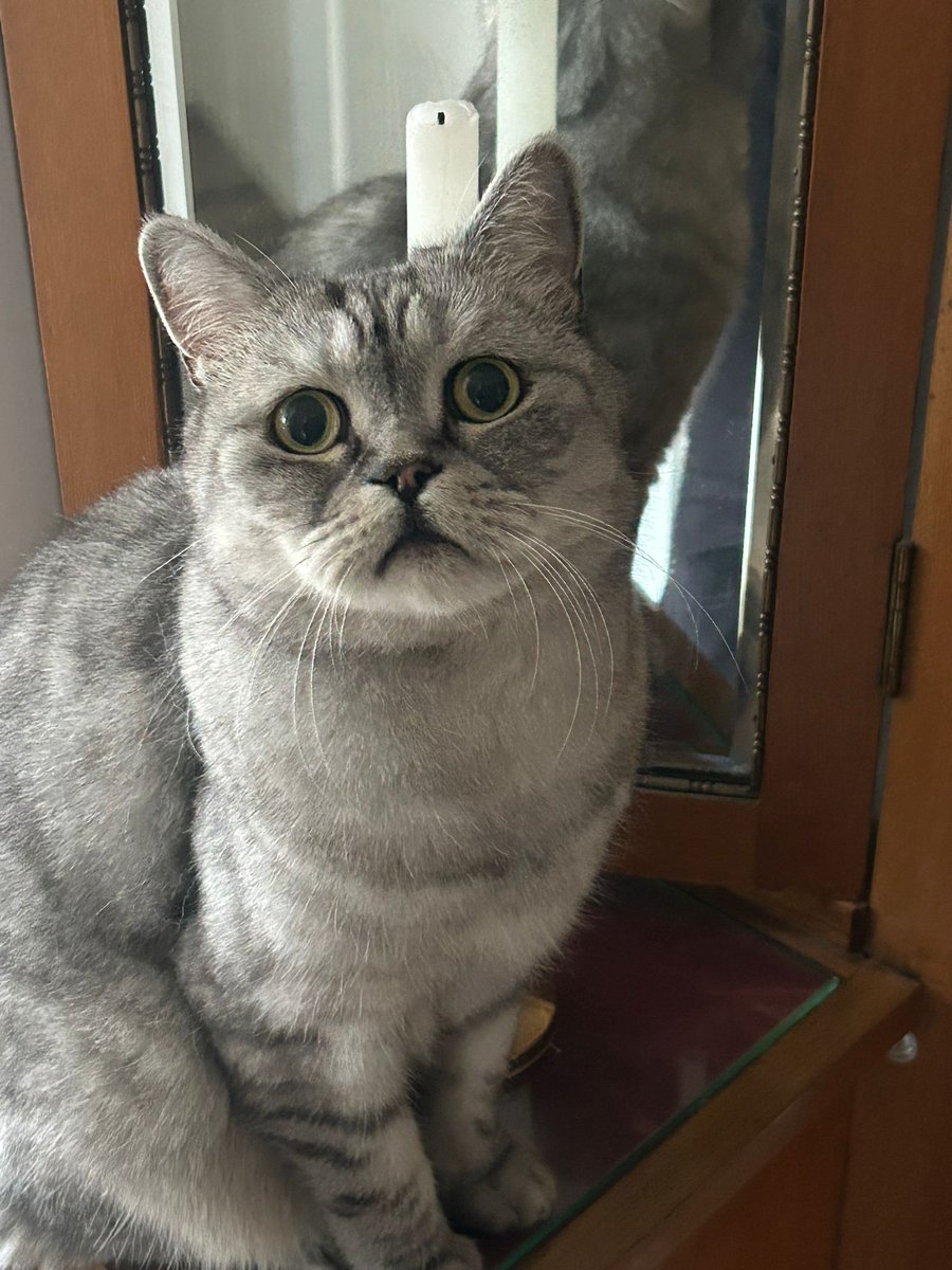 Love to see homeboys like my tweets with their main and second account, makes my asshole tingle🥰🤫🔥