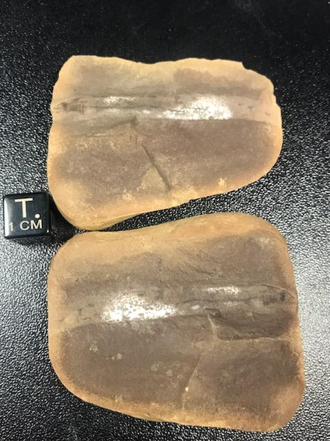 ESCONI's tweet photo. Fossil Friday #280: Mayomyzon pieckoensis #fossils #paleontology #FossilFriday #MazonCreek #fish #lamprey #fossilfish #pennsylvanian #carboniferous
https://t.co/JKw6LlCdq4 https://t.co/sdgJlHAFvt