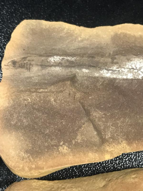 ESCONI's tweet photo. Fossil Friday #280: Mayomyzon pieckoensis #fossils #paleontology #FossilFriday #MazonCreek #fish #lamprey #fossilfish #pennsylvanian #carboniferous
https://t.co/JKw6LlCdq4 https://t.co/sdgJlHAFvt