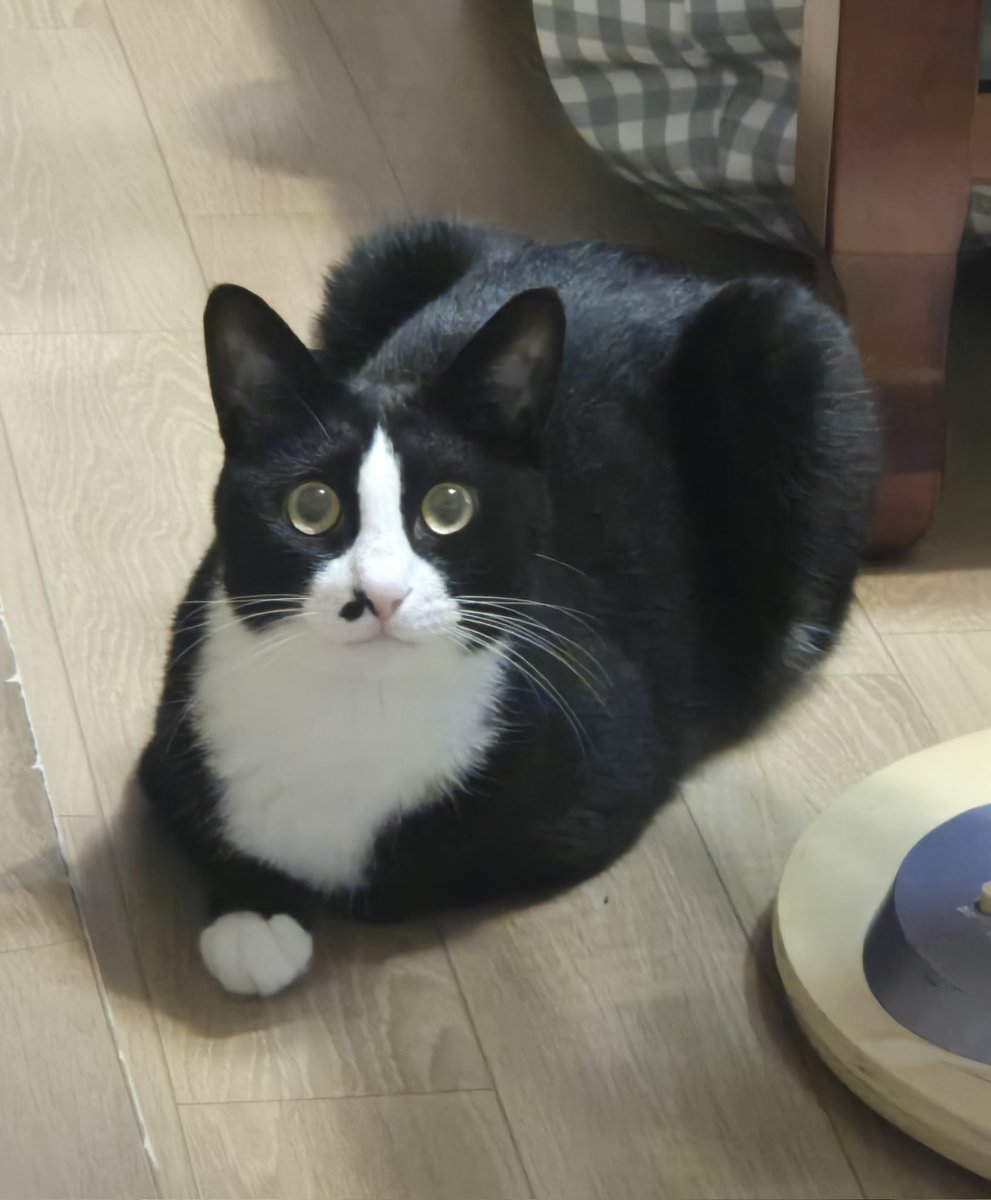 튤립씨 (@pliy_mi) on Twitter photo 