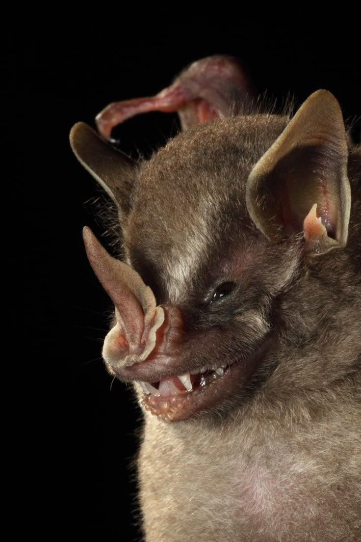 i love the way so many bats have that sinister “about to sneeze” face
