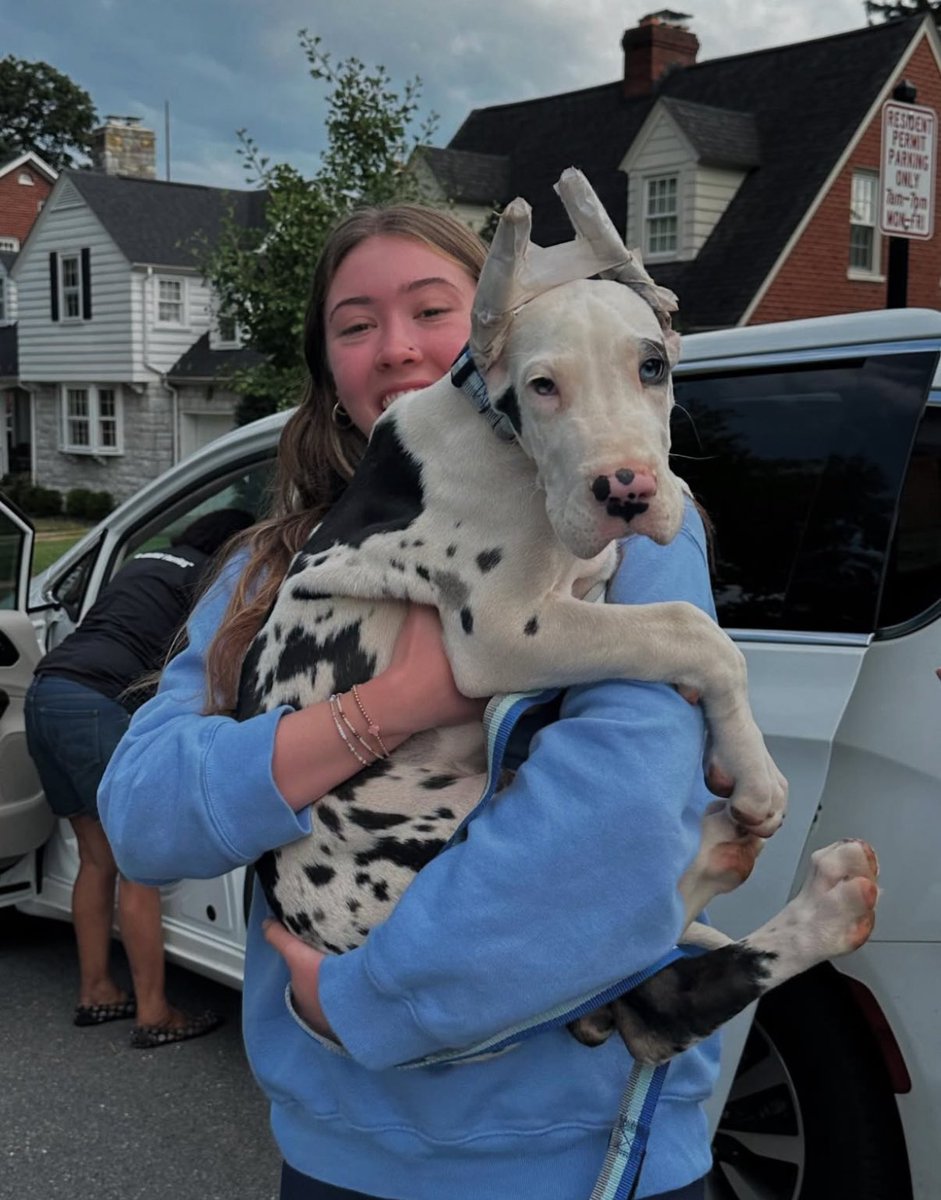 Interact board members helped socialize Great Dane puppies at our first  Board Bonding event of the year 🐶💕