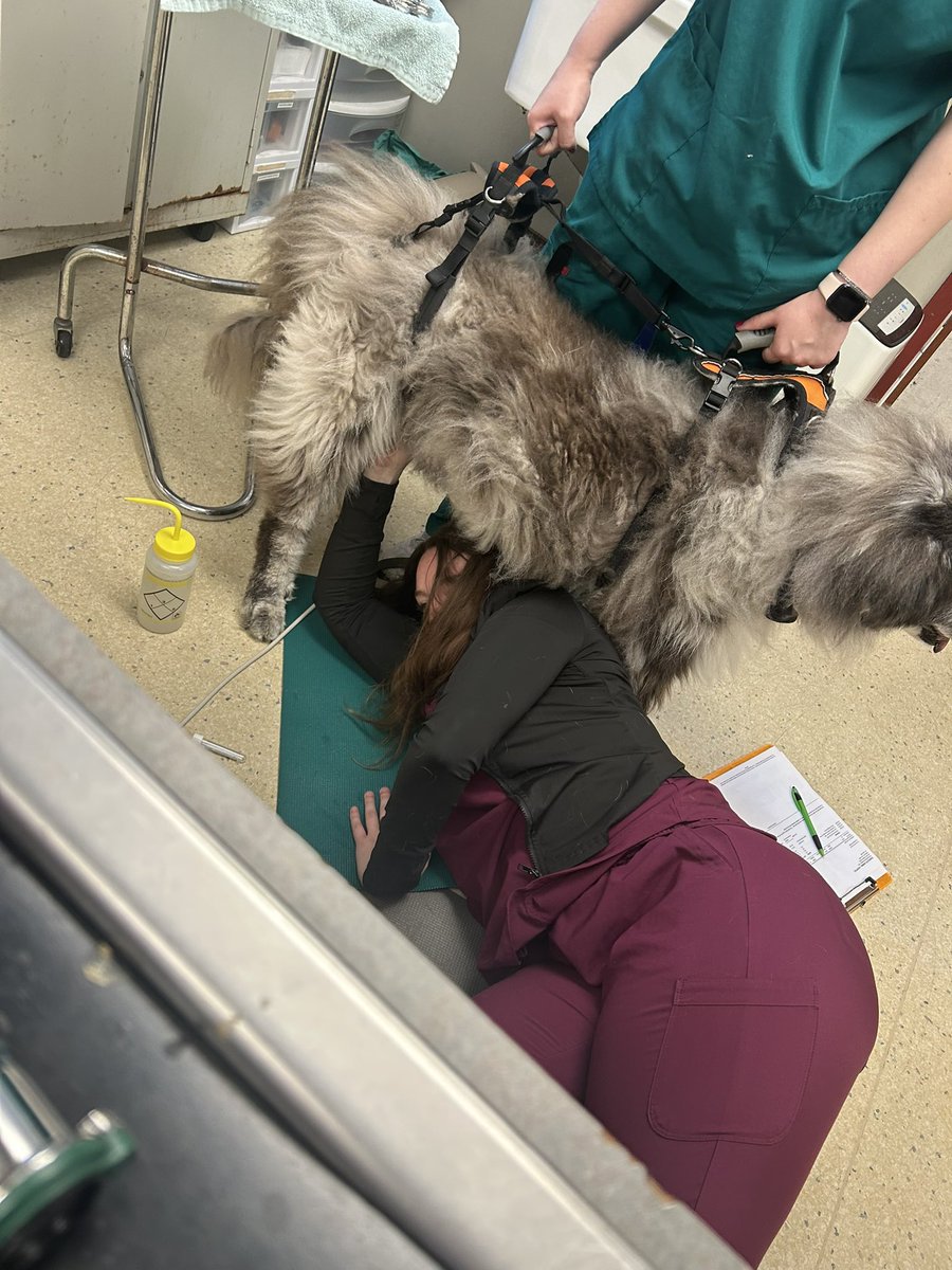 Welcome to vet med. Where getting a cysto on a mobility impaired dog is like working on a car