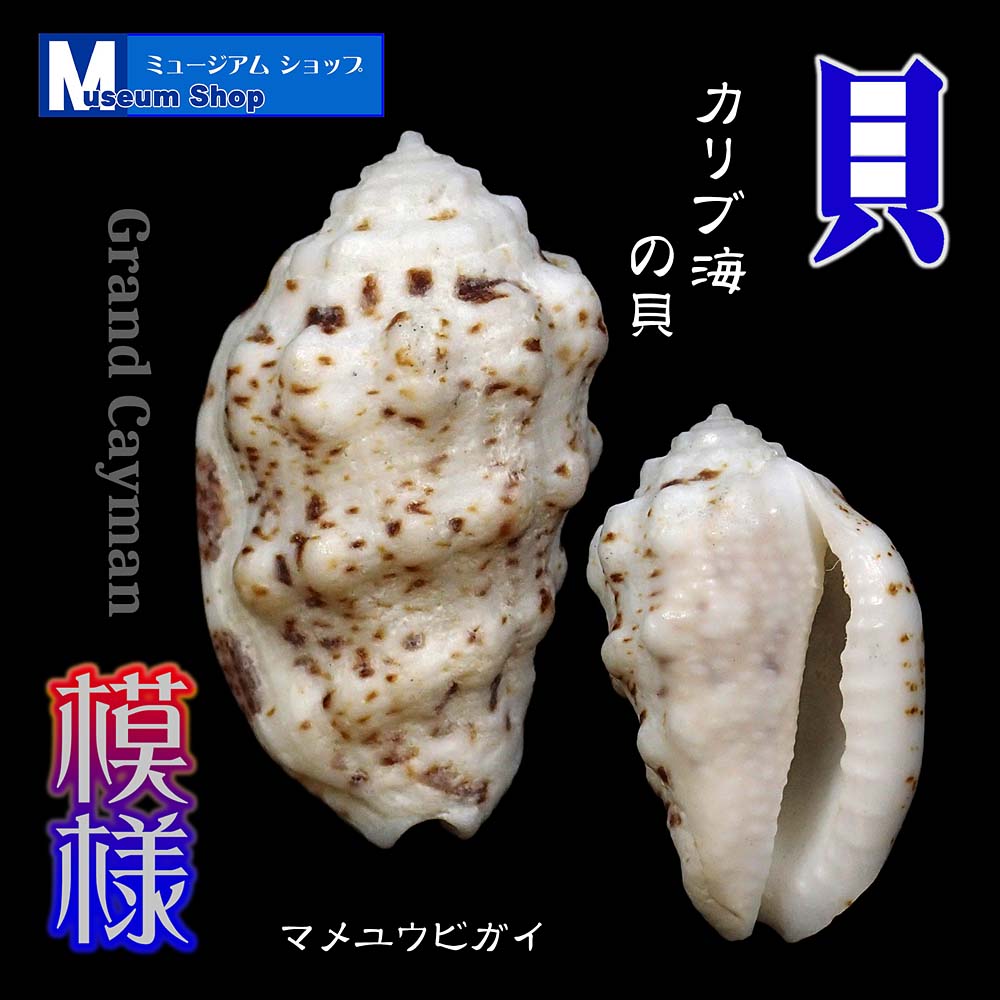 【特大！！】巻貝さん☆　貝殻　エアプランツ　シーグラスアート　標本　巻貝 特大！！】巻貝さん☆ 貝殻 エアプランツ シーグラスアート 標本