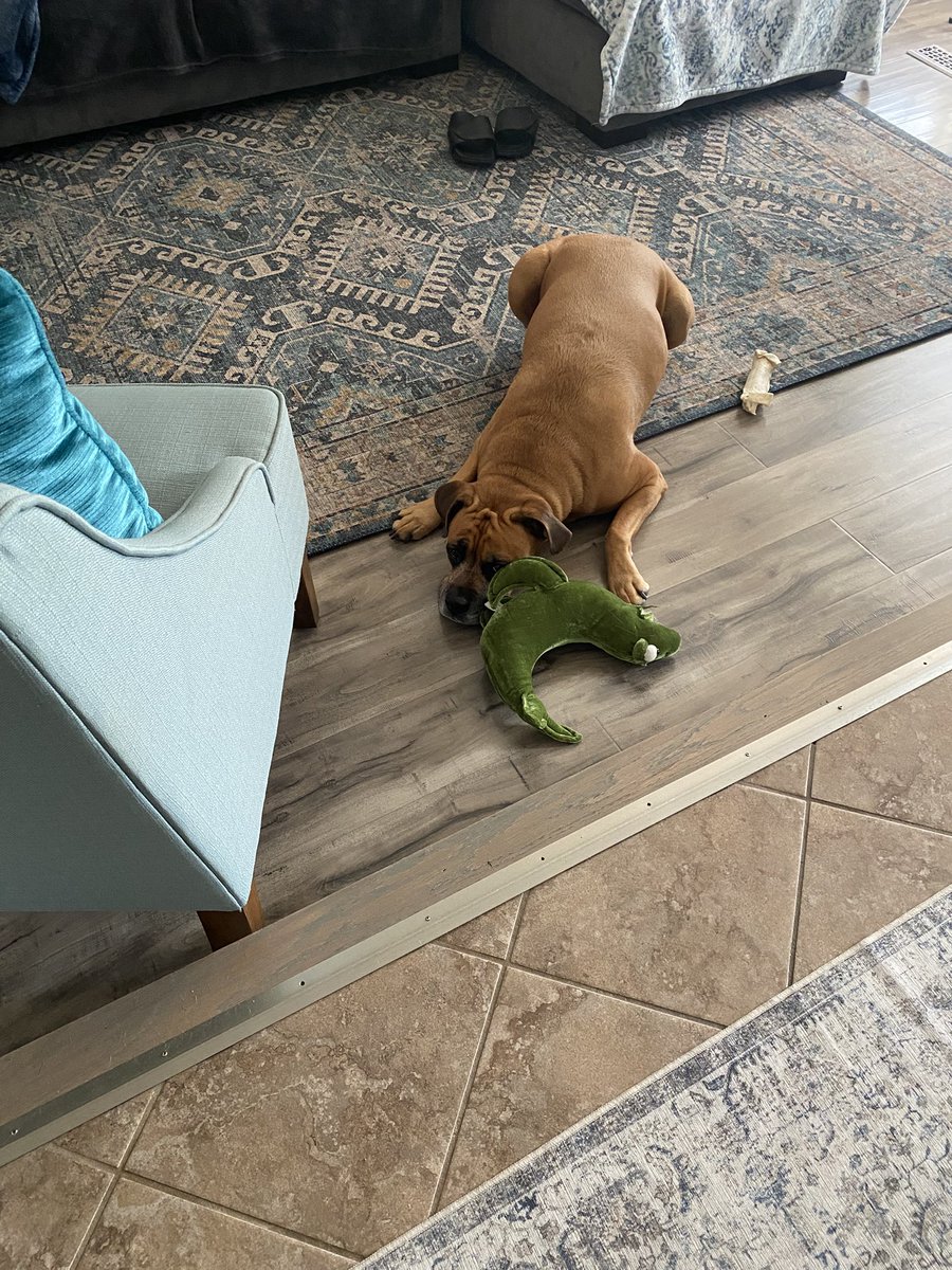 Humom is leaving for a girls weekend, I’m a girl why I do i have to stay home 🫤 #boxerdog #dogsofX #sadpupper