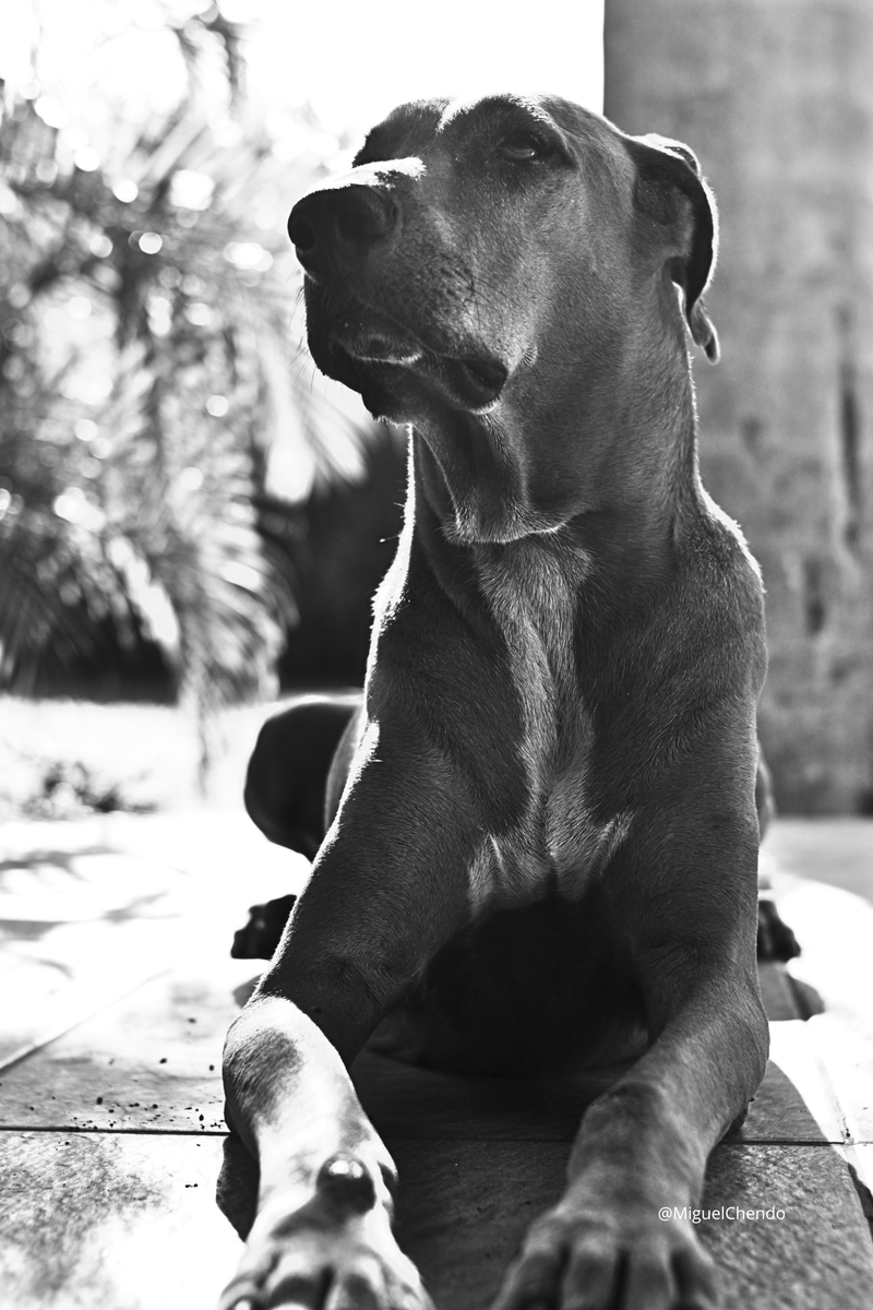 "Klaus falling asleep" 📸

Mérida, Yucatán 🗺

más en: miguelchendo.com/portafolio-fot…

#blackandwhitephotography #photograph #fotografia #fotografía #photography #photographie