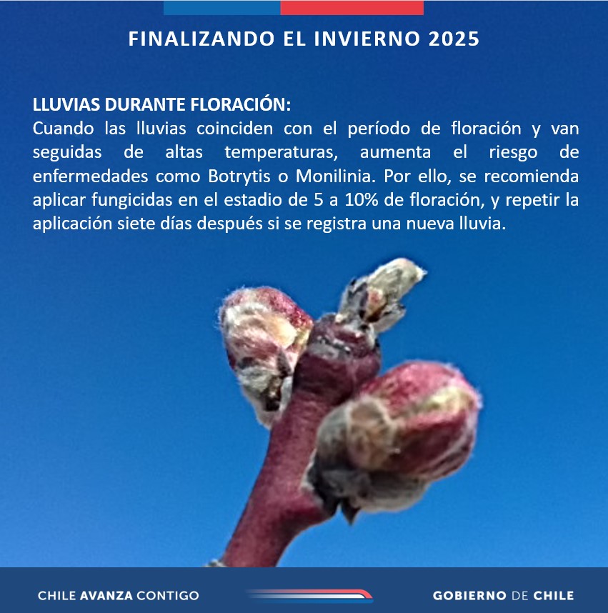 🌧️¿Cómo se debe preparar el agro para las últimas lluvias invernales? Cerrando agosto compartimos estas recomendaciones 👇

<a href="/MinagriCL/">Ministerio de Agricultura de Chile 🇨🇱</a> <a href="/Sub_Agricultura/">Subsecretaría de Agricultura</a> <a href="/INDAP_Chile/">INDAP_Chile</a>