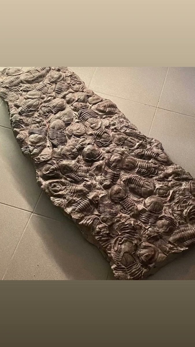 Trilobites existed for about 280 million years and belong to the Paleozoic fauna (approximately 540 to 250 million years before thе present)
The Paleozoic era is often referred to as the "Trilobite era", as they outnumbered all other groups of animals living at that timе combined