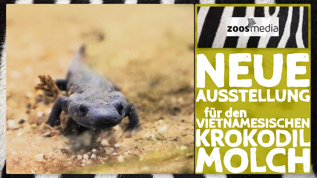 zoosmedia's tweet image. Kölner Zoo: NEUE Ausstellung für bedrohte Molche

▷ t1p.de/zokoauvikromo

Prof. Dr. Ziegler spricht über die Molche, ihren Schutz &amp;amp; wie beides in der Ausstellung dargestellt wird.

#koelnerzoo #vietnamazing #reversethered #artenschutz #oneplanapproach #koeln #zoosmatter 🦓