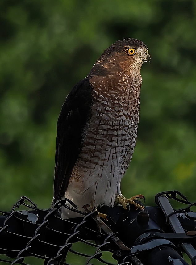 Wowza! It's been a while since I saw a Cooper's Hawk in Central Park--and one was waiting for me atop a North Meadow backstop! They always strike me as one of the fiercest-looking raptors! 😱😱😱 #Hawks #CentralPark #birdcpp
