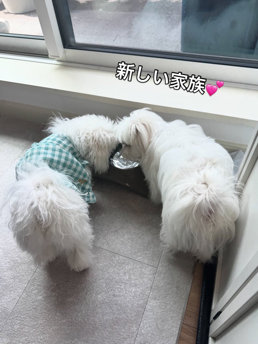 また増えてしまった…