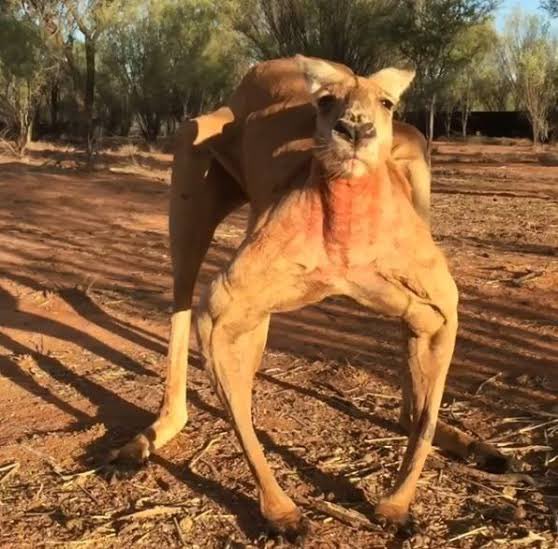 フライハイトです
ギルドメンバー大募集中です
ギルドのイメージを画像で表現すると
通常ギルドバトルは左イメージ
限定戦になると右イメージ
みたいな感じです
兵舎は１つ開いてません
DMでも構いませんのでよろしくお願いします😃