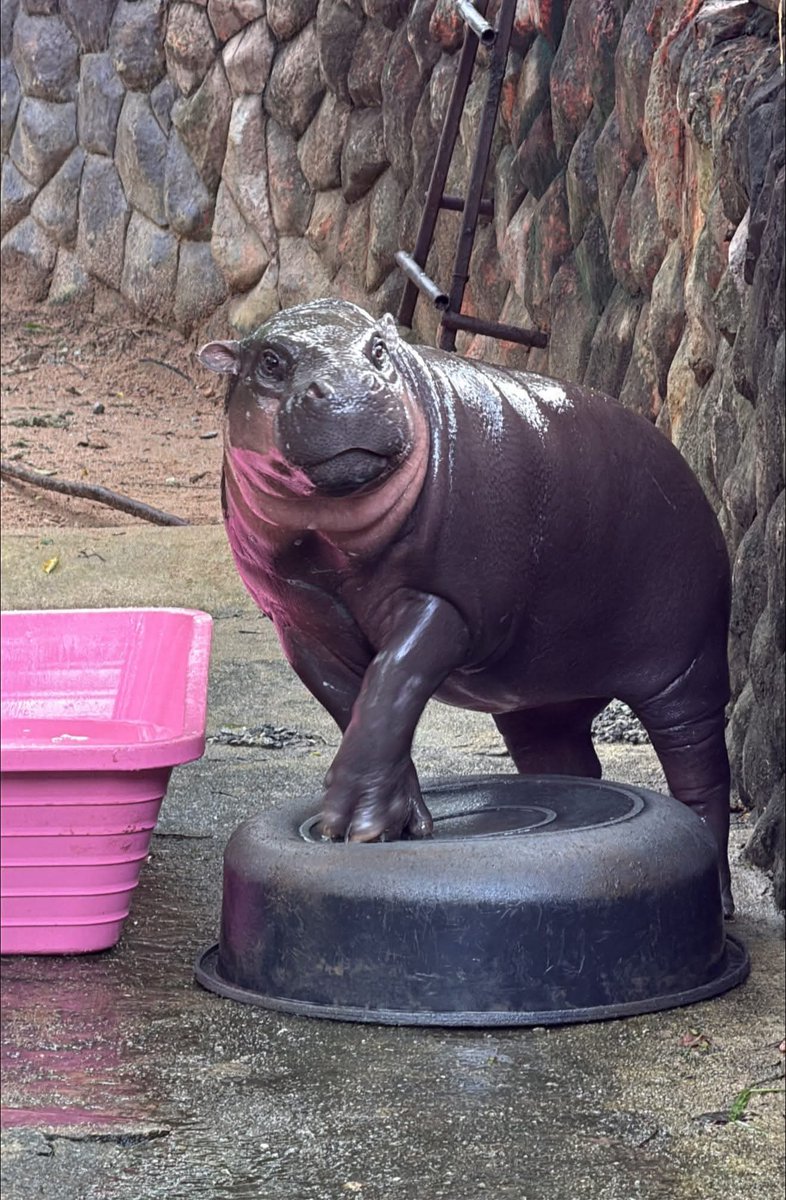 Moo Deng hippo meme symbolizing Ethereum's engine