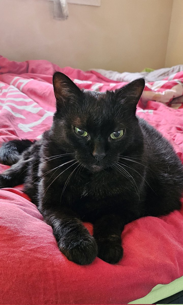 <a href="/Fievel_Le_Sacre/">Fievel du Royaume d'Agapé</a> <a href="/JamaisMaurice/">Jamais sans Maurice</a> <a href="/PotiMeowdel_Co/">🎀🤍🩶Hawaï 🌺♀️🐱 Tatooine 🌕♂️🐈‍⬛</a> <a href="/GrisetteJe/">Grisette que je suis rouquine</a> <a href="/OscarZeCat1/">Oscar Ze Cat & Swann 🐈‍⬛ 🏖🌞 🎀</a> <a href="/Lipstick_Mystic/">Jennifer Shepherd</a> <a href="/CaroleSeewald/">Je suis Chaton🧡🖤🎀🐱🐈🐾🐾</a> <a href="/slimykitty67/">Queen Furry O Emma</a> <a href="/_Herminette_/">Hermine 🐾✨🍋</a> Bon #FelinFriday tatousse. Bisous <a href="/JamaisMaurice/">Jamais sans Maurice</a>