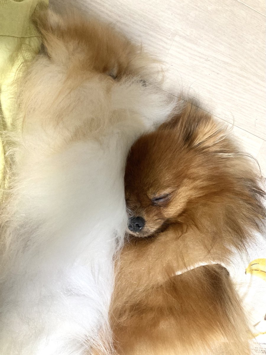 なかよしだな…🦁🦁
#ポメラニアン #pomeranian