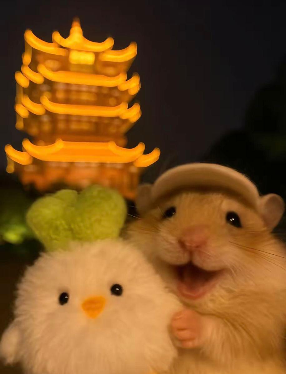 only cute things (@cutedreamvibes) on Twitter photo 