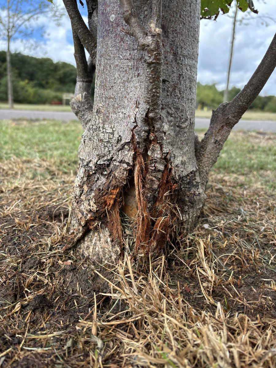 Alison Fure tweet media