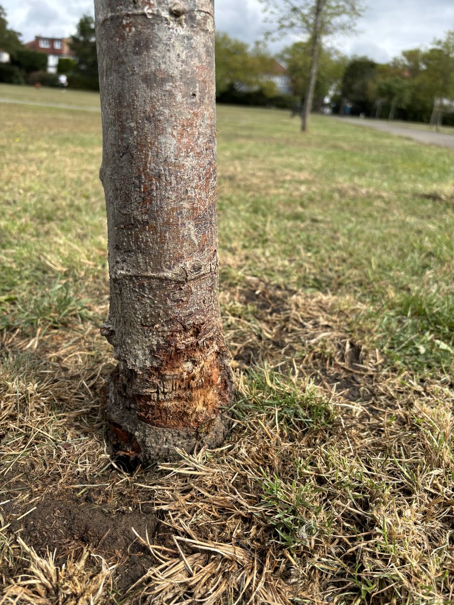 Alison Fure tweet media