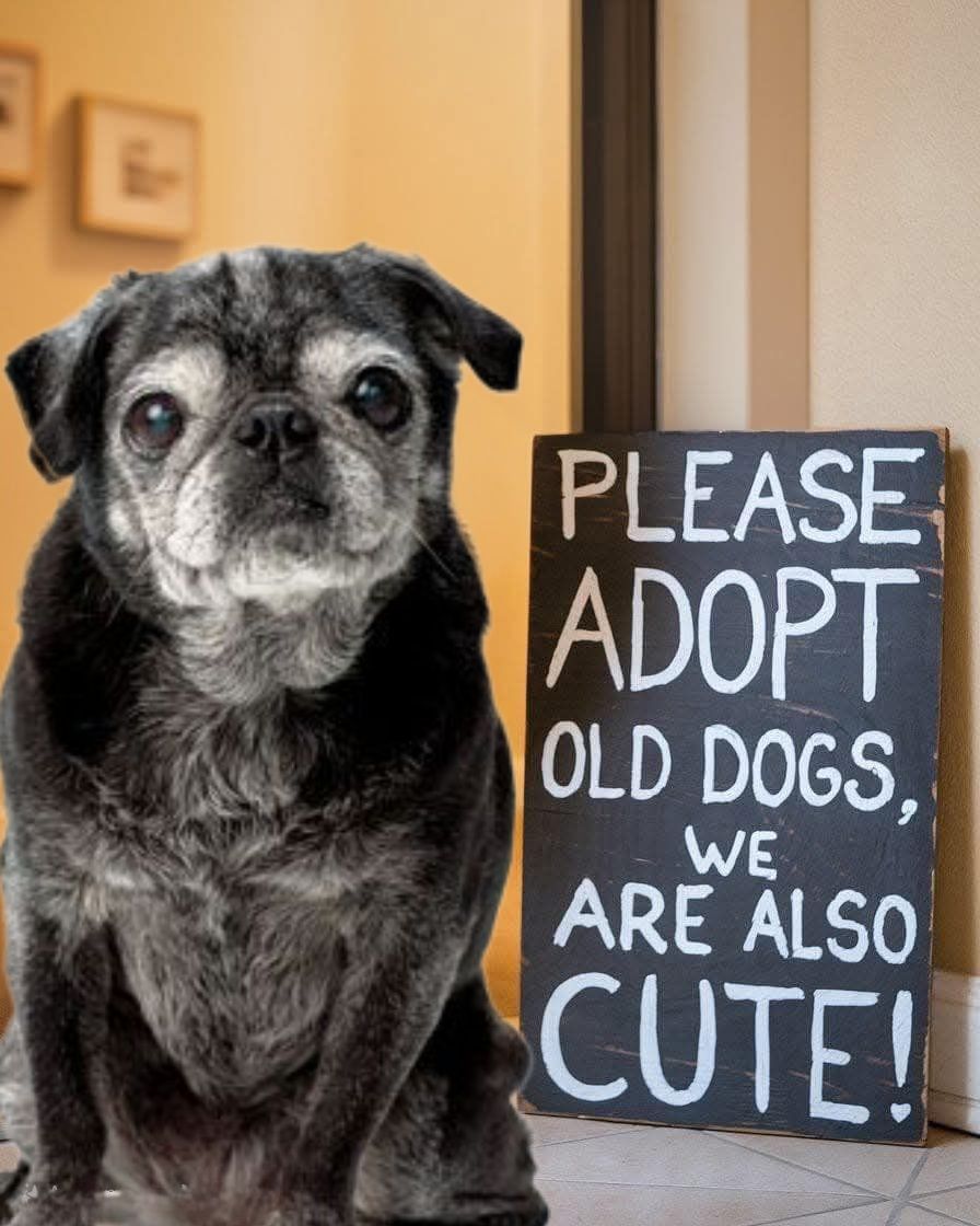 𝕏 Dogs tweet media