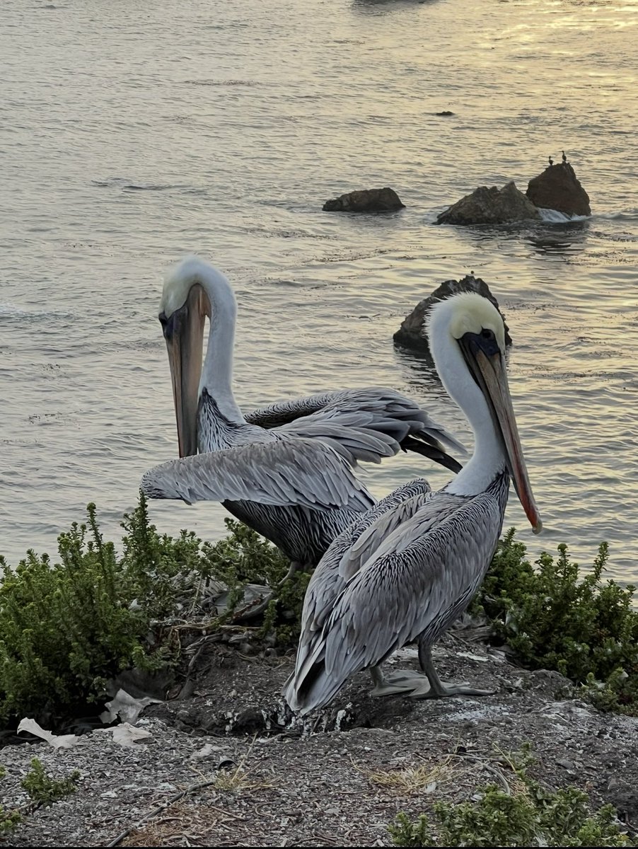 This may or may not be my last Pismo Beach post 😆
Have a nice weekend everyone.