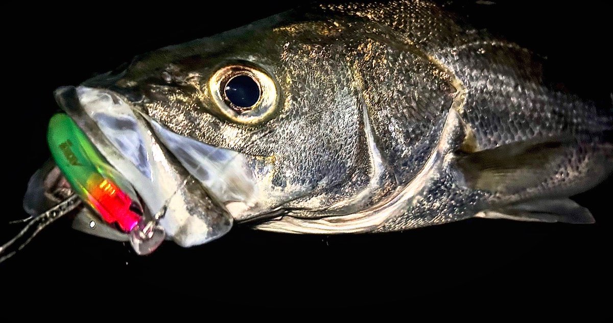 アムズデザイン　ima ミステリーパック　新品 アムズデザイン ima ミステリーパック 新品