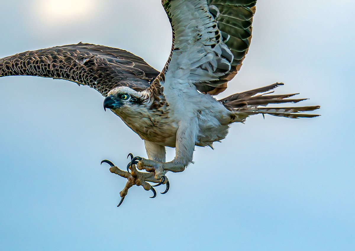 HACPIX's tweet photo. Osprey. #Swanriver #WA As I was watching a pair build their nest, one swooped down towards a tree beside me and broke off a branch- filling the viewfinder😮 @BirdGuides @photobnk @birdingplaces @BirdlifeOz @rawbirds https://t.co/52ZoWuccQI