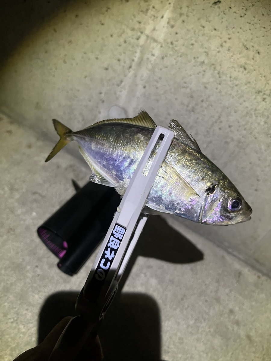 結局1時間で2匹🐟、サイズほぼ一緒の21cmくらい🤔　
活性は高いけど個体数が少ないのか回遊待ちな感じ。小さいあたりは頻繁にあったけど、、たぶんムツっ子だな
運良く釣れて良かった😁