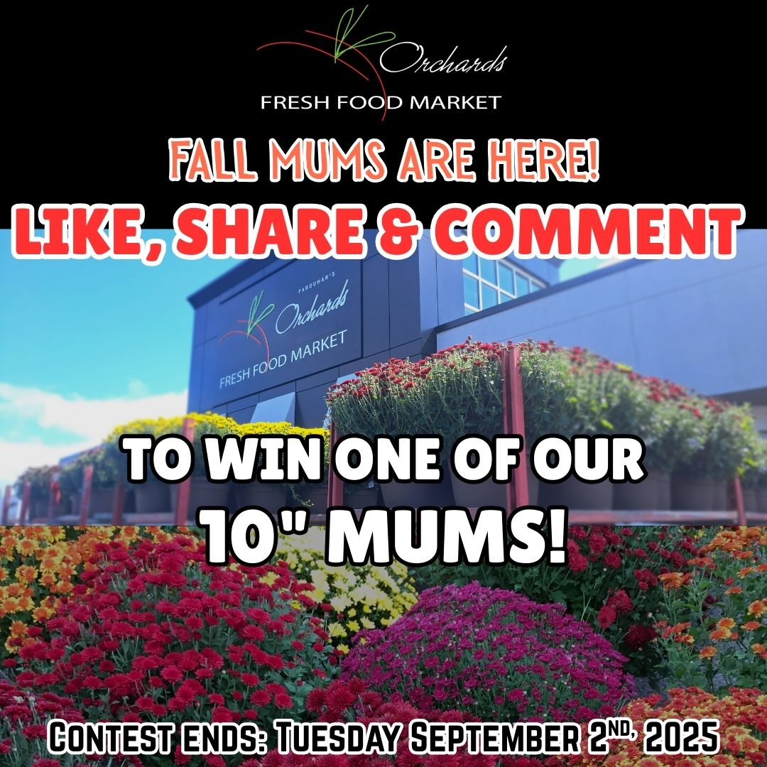 OrchardsFF's tweet photo. Like, Share &amp; Comment this post to win a 10" Mum! Contest ending Tuesday September 2nd, 2025 at 12pm! #falldecorations #Contest #ContestAlert #likecommentshare #fallmums #onlyatorchards #wherefreshcomesfrom https://t.co/vwe43gVRKT