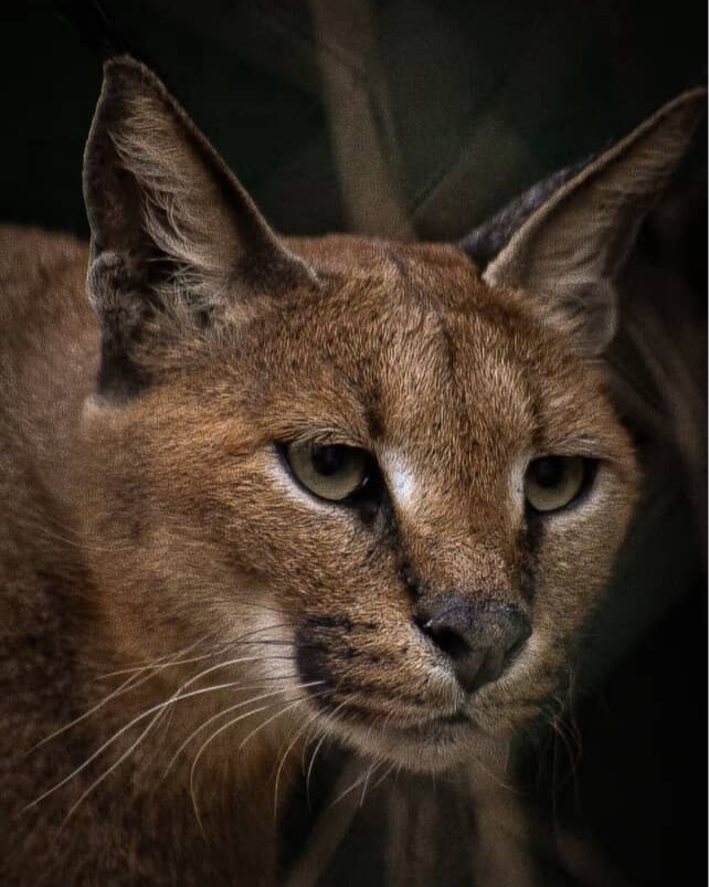 CanonRSA's tweet image. Great photography comes from vision, creativity and perseverance and the right gear takes it even further. 
Shot on Canon EOS 4000D with a 75-300mm lens

📸: Jake Lee Coetzee

#CanonRSA #ShotOnCanon #Wildlife